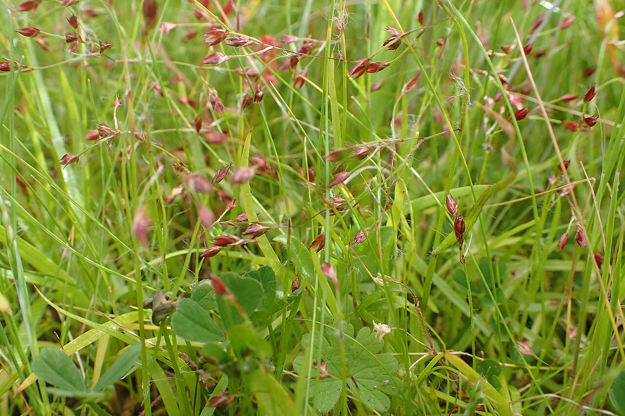 Luzula elegans: Luzula elegans in Los Carrizales, Tenerife