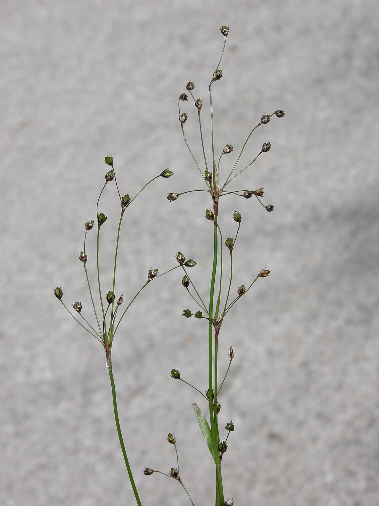 Sourthern woodrush: Luzula forsteri