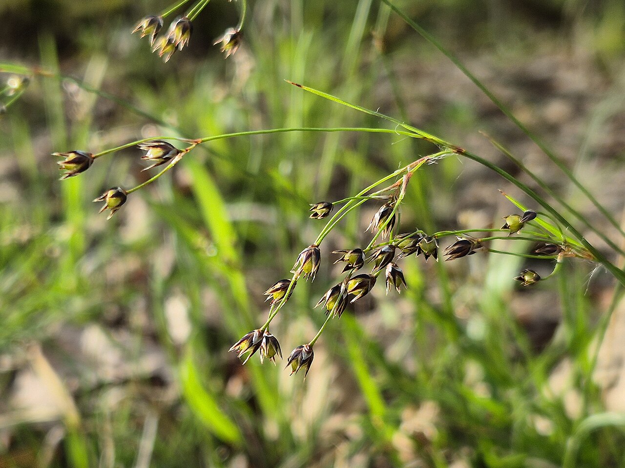 Sourthern woodrush: Infructescence Taxonym: Luzula forsteri (subsp. forsteri) ss Fischer et al. EfÖLS 2008 ISBN 978-3-85474-187-9 Location: Maurer Wald next to Schießstätte, Vienna