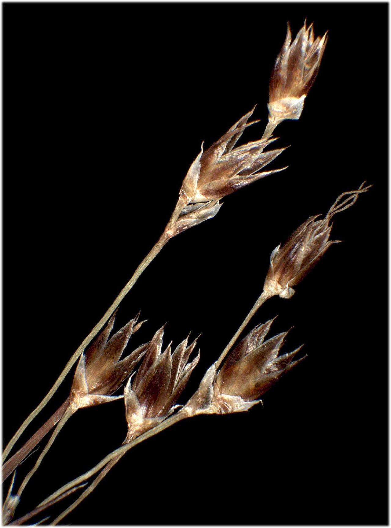 Sourthern woodrush: Luzula forsteri
