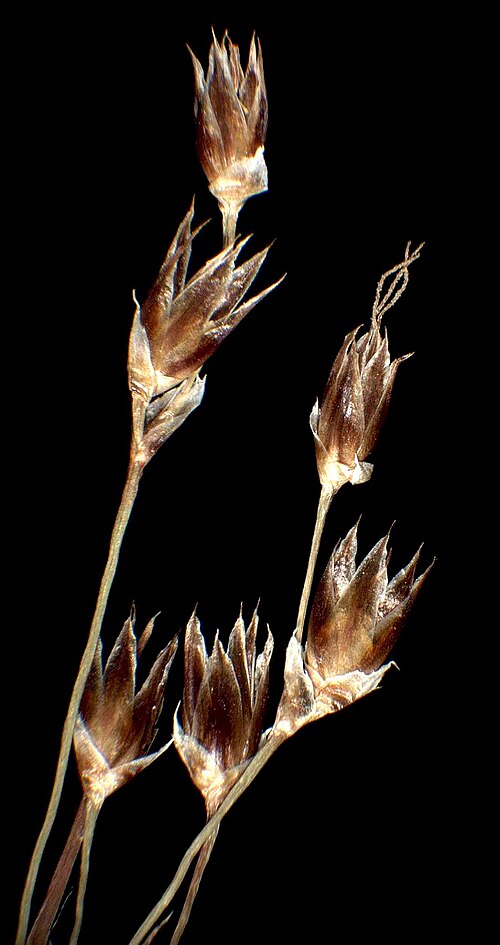 Sourthern woodrush: Luzula forsteri