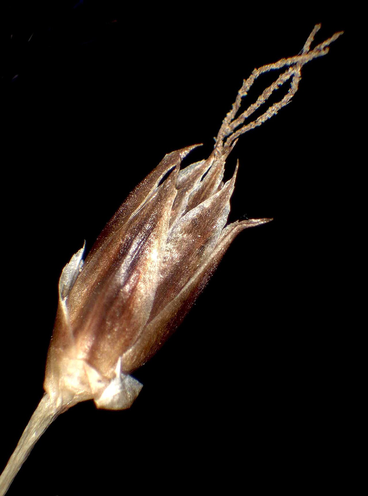 Sourthern woodrush: Luzula forsteri