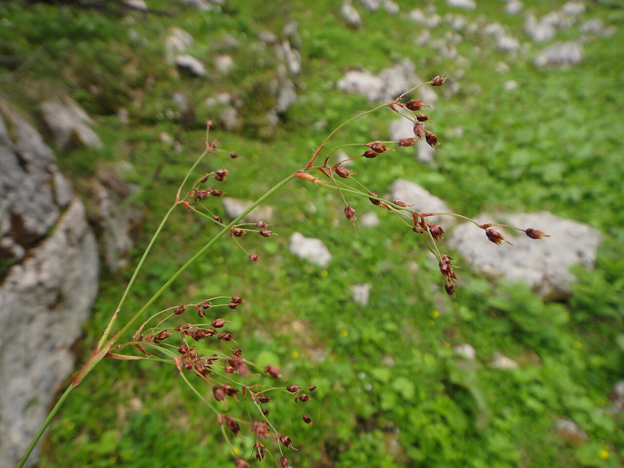 Smooth woodrush: Luzula glabrata