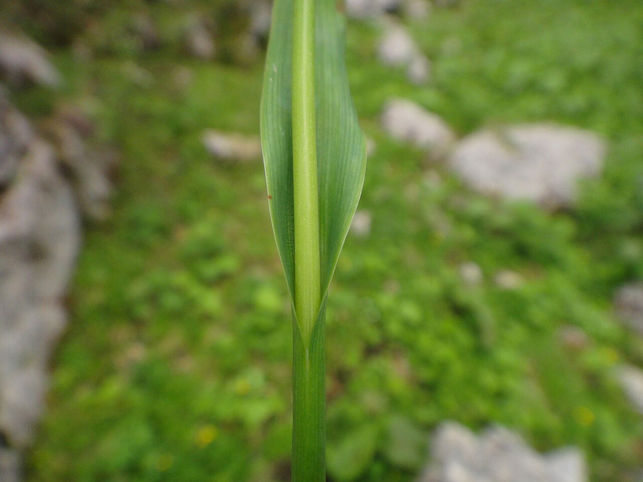 Smooth woodrush: Luzula glabrata