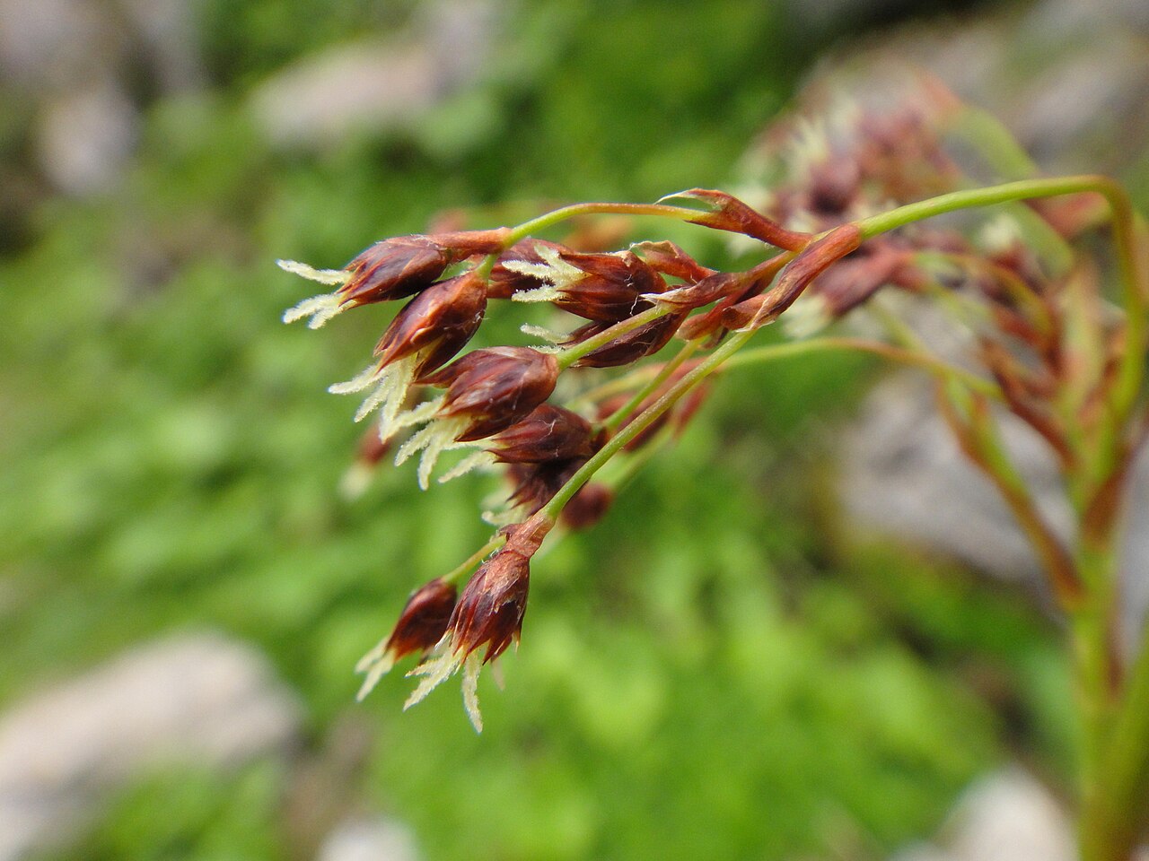 Smooth woodrush: Luzula glabrata