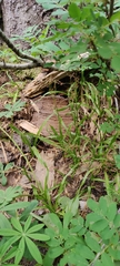 Luzula hitchcockii (Luzula hitchcockii)