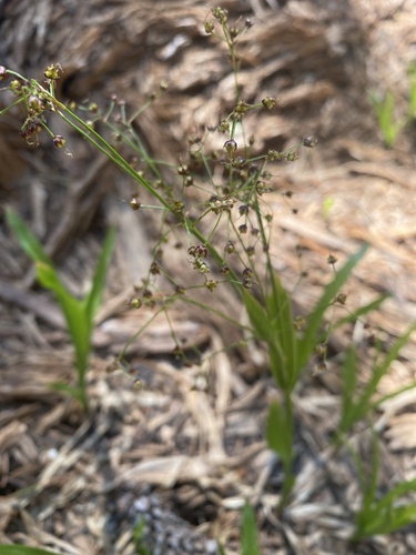 Luzula hitchcockii (Luzula hitchcockii)