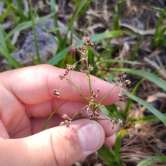 Luzula hitchcockii (Luzula hitchcockii)