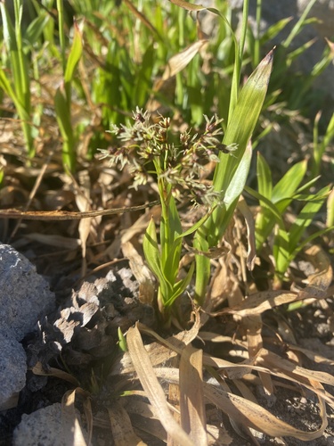 Luzula hitchcockii (Luzula hitchcockii)
