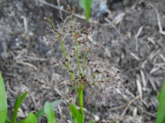 Luzula hitchcockii (Luzula hitchcockii)