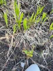 Luzula hitchcockii (Luzula hitchcockii)