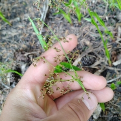 Luzula hitchcockii (Luzula hitchcockii)