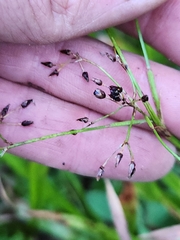Luzula hitchcockii (Luzula hitchcockii)