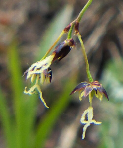 Luzula hitchcockii: Luzula hitchcockii near Mission Ridge, Chelan County Washington