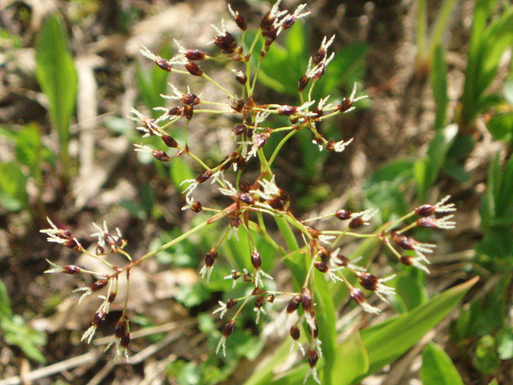 Luzula hitchcockii (Luzula hitchcockii)
