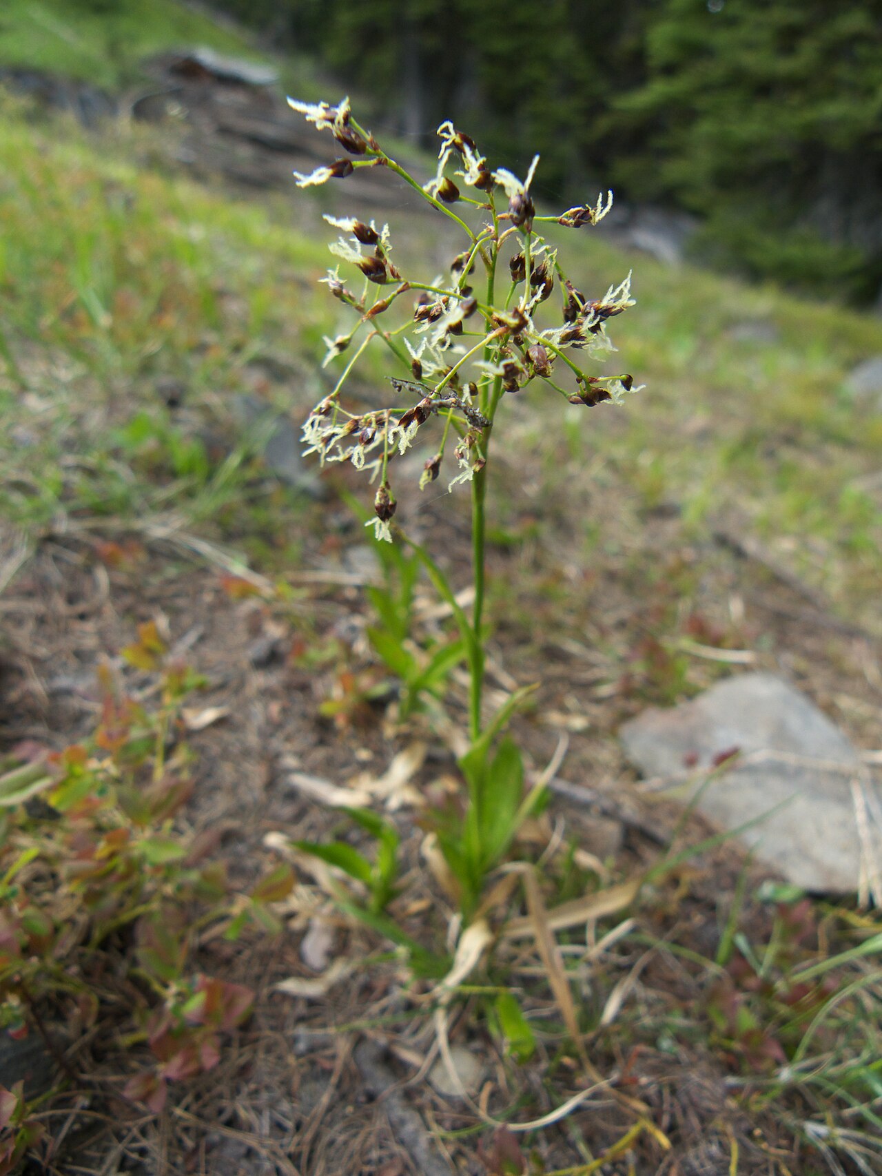 Luzula hitchcockii: Luzula hitchcockii near Mission Ridge, Chelan County Washington