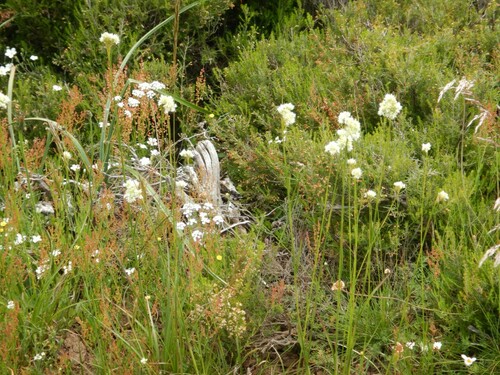 Luzula lactea (Luzula lactea)