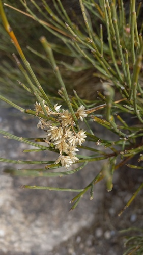 Luzula lactea (Luzula lactea)
