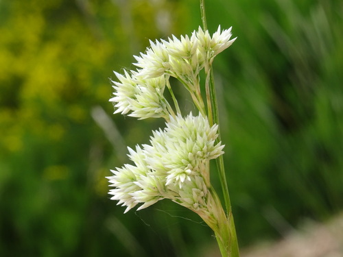 Luzula lactea (Luzula lactea)