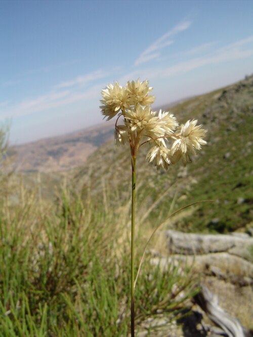 Luzula lactea: Luzula lactea , La Serrota, Ávila, España