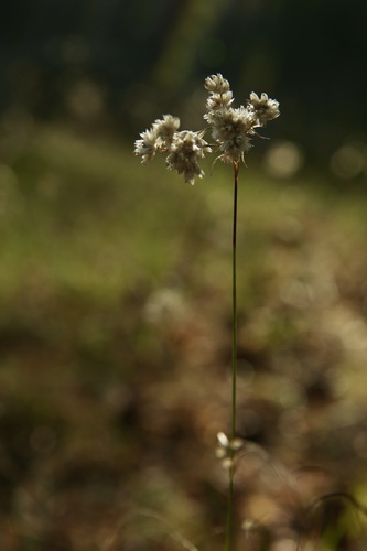 Luzula lactea (Luzula lactea)