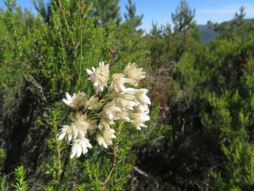 Luzula lactea (Luzula lactea)