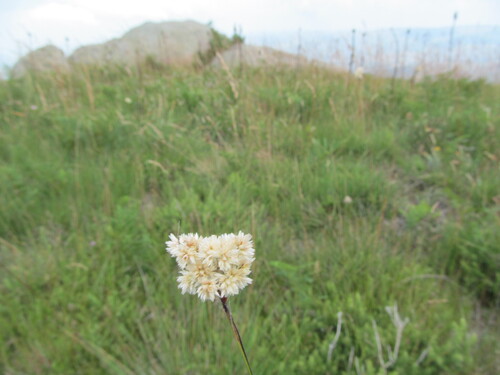 Luzula lactea (Luzula lactea)