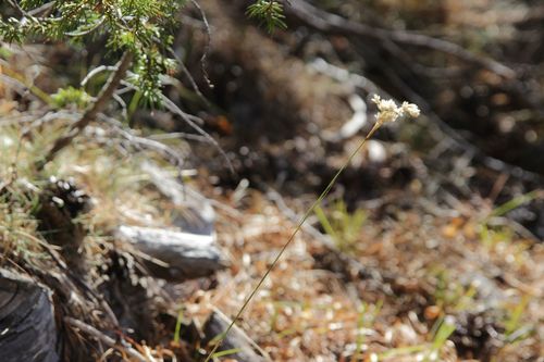 Luzula lactea (Luzula lactea)