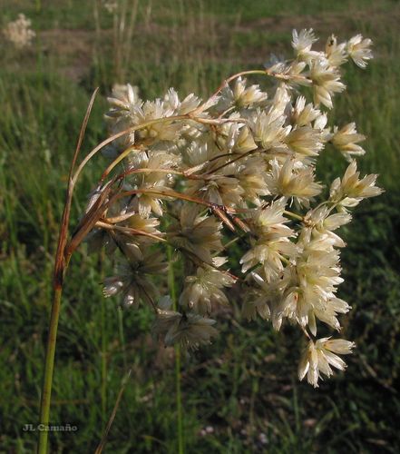 Luzula lactea (Luzula lactea)