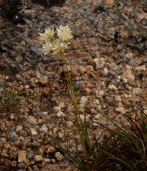 Luzula lactea (Luzula lactea)