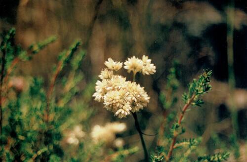 Luzula lactea (Luzula lactea)