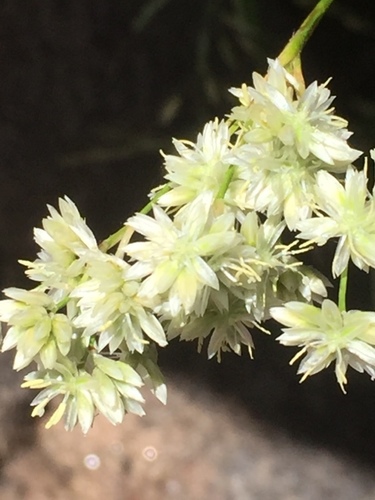 Luzula lactea (Luzula lactea)