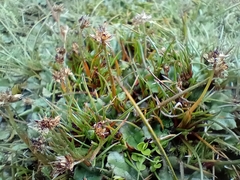 Luzula leptophylla (Luzula leptophylla)