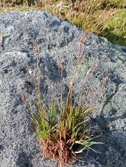 Luzula leptophylla (Luzula leptophylla)
