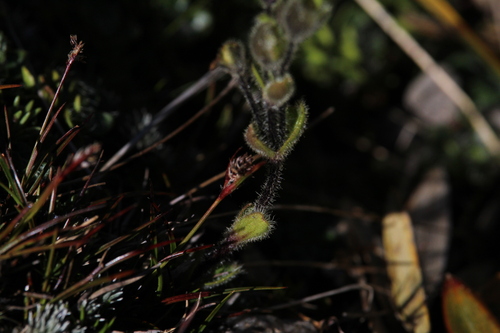 Luzula leptophylla (Luzula leptophylla)