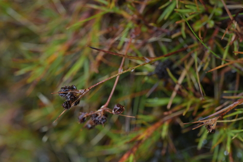 Luzula leptophylla (Luzula leptophylla)
