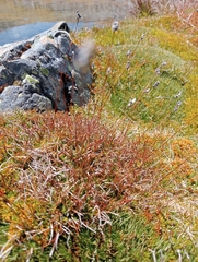 Luzula leptophylla (Luzula leptophylla)