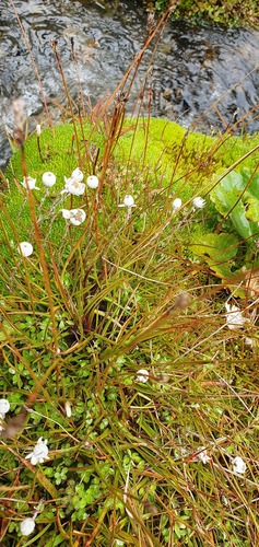 Luzula leptophylla (Luzula leptophylla)