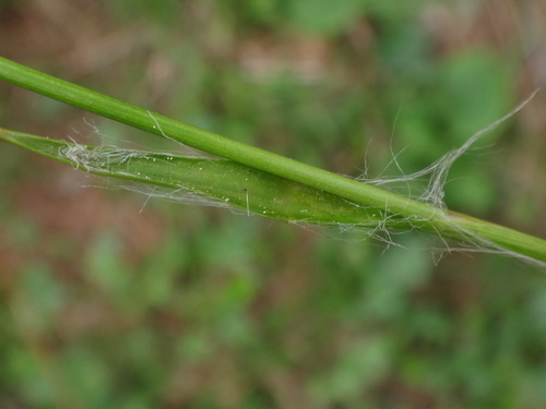 Luzula luzulina (Luzula luzulina)