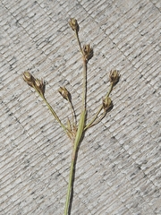 Luzula luzulina (Luzula luzulina)