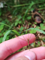Luzula luzulina (Luzula luzulina)