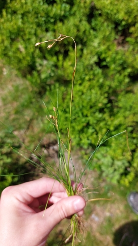 Luzula luzulina (Luzula luzulina)