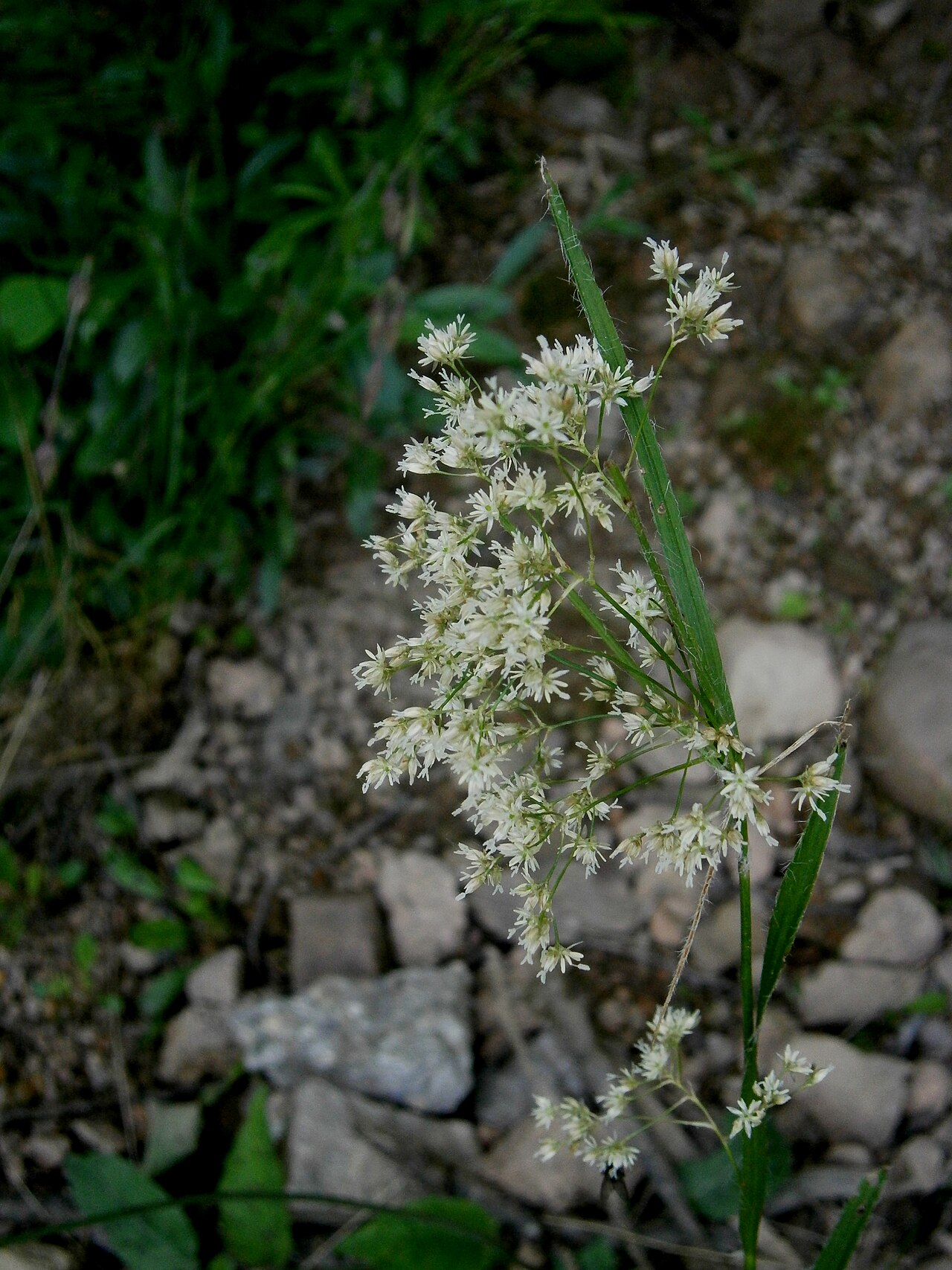 Oakforest woodrush: Luzula luzuloides