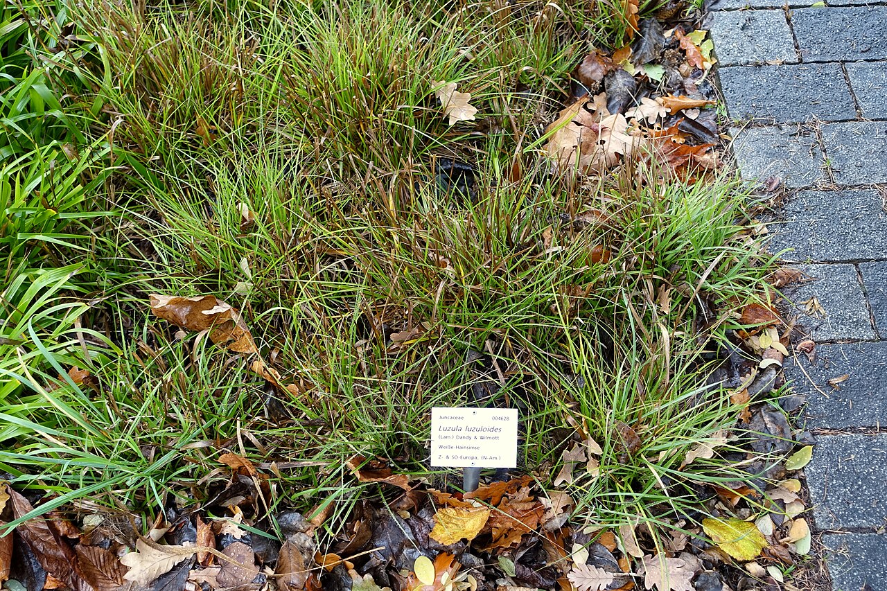 Oakforest woodrush: Botanical specimen in the Botanischer Garten - Heidelberg, Germany.