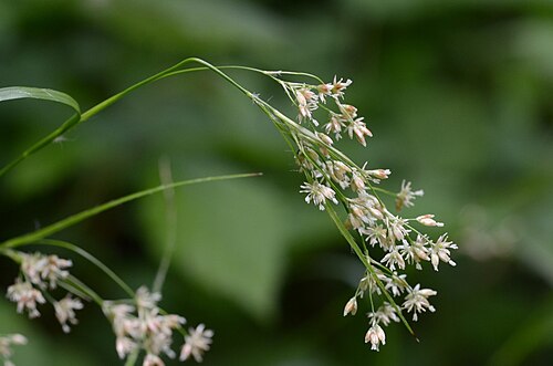 Oakforest woodrush: Luzula luzuloides