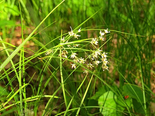 Oakforest woodrush: White Woodrush ( Luzula luzuloides ) in Górki Wsch., Poland