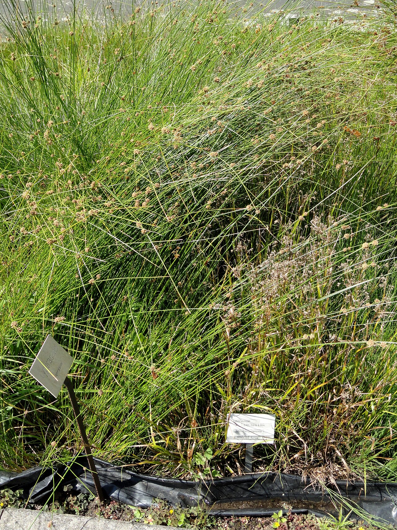 Oakforest woodrush: Botanical specimen in the Botanischer Garten, Frankfurt am Main, located at Siesmayerstraße 72, Frankfurt am Main, Germany.
