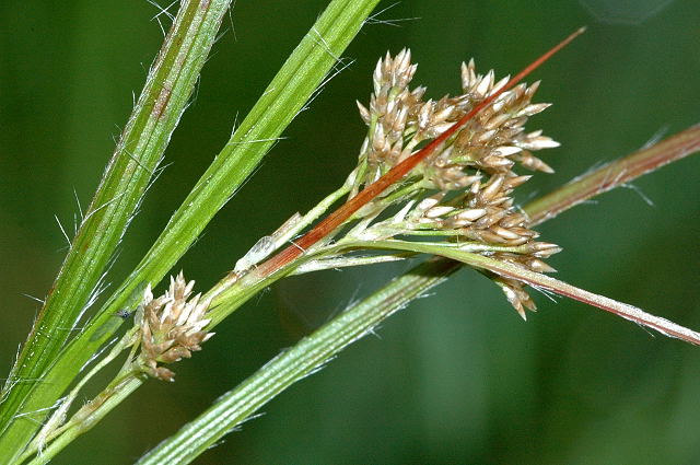 Oakforest woodrush: Luzula luzuloides in Commanster, Belgian High Ardennes .