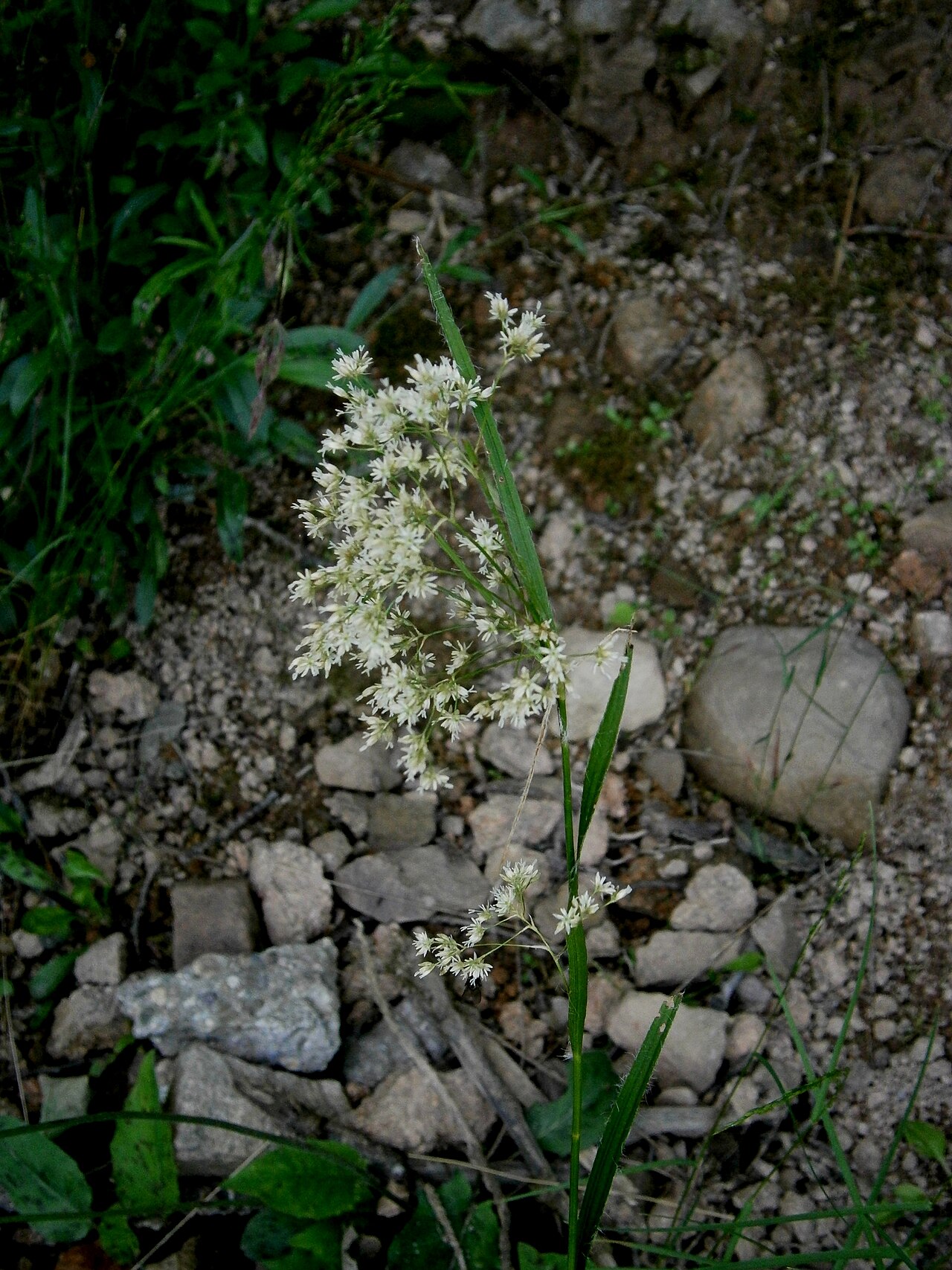 Oakforest woodrush: Luzula luzuloides