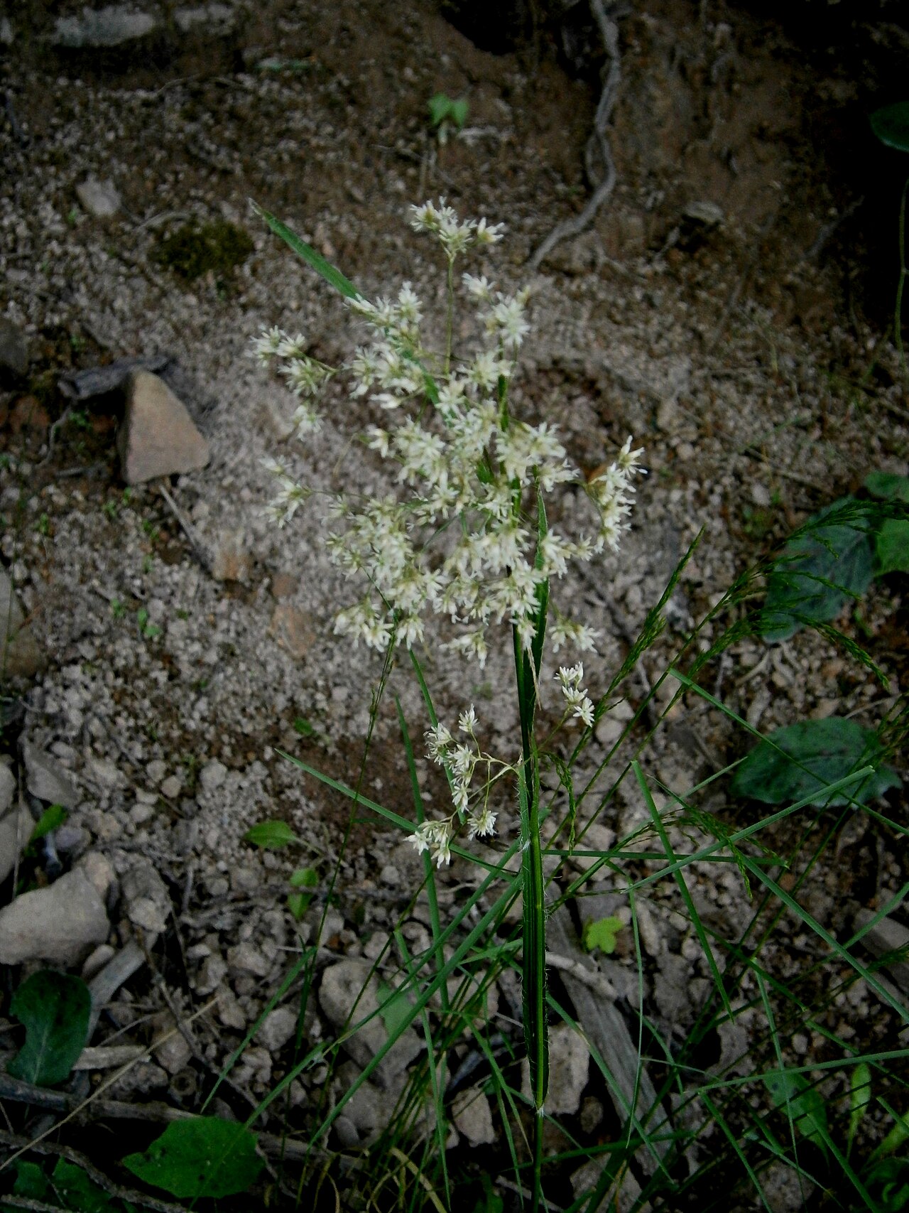 Oakforest woodrush: Luzula luzuloides
